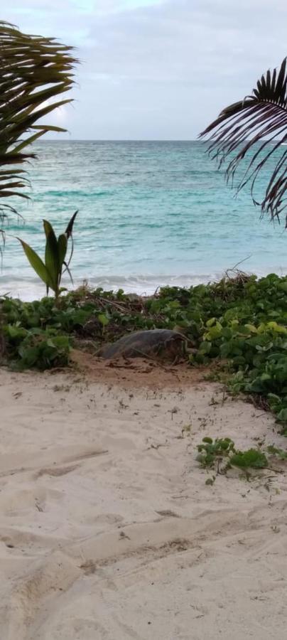 Apartmá  Anse Royale Exteriér fotografie